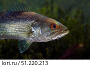 A close-up view of an adolescent Florida Largemouth Bass. Michael Wood/Stocktrek Images/TASS. Стоковое фото, агентство ТАСС / Фотобанк Лори