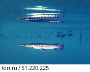 A young Florida Gar image reflects off the surface of the water. Michael Wood/Stocktrek Images/TASS. Стоковое фото, агентство ТАСС / Фотобанк Лори