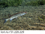 A Chain Pickerel wimming the river bottom. Michael Wood/Stocktrek Images/TASS. Стоковое фото, агентство ТАСС / Фотобанк Лори