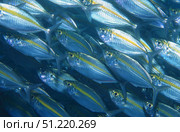 School of goldband fusilier fish (Pterocaesio chrysozona), Indonesia. VW Pics/Stocktrek Images/TASS. Стоковое фото, агентство ТАСС / Фотобанк Лори