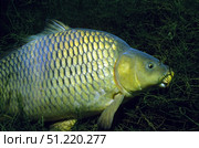 Common carp (Cyprinus carpio) in a lake in Austria. VW Pics/Stocktrek Images/TASS. Стоковое фото, агентство ТАСС / Фотобанк Лори