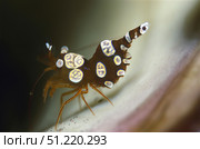 Amboin shrimp (Thor amboinensis), Indonesia. VW Pics/Stocktrek Images/TASS. Стоковое фото, агентство ТАСС / Фотобанк Лори