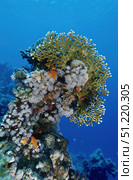 Reefscape in the Red Sea. VW Pics/Stocktrek Images/TASS (2019 год). Стоковое фото, агентство ТАСС / Фотобанк Лори
