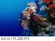 Colorful soft coral reefscape in the Red Sea. VW Pics/Stocktrek Images/TASS. Стоковое фото, агентство ТАСС / Фотобанк Лори