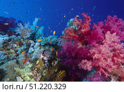 Colorful soft coral reefscape in the Red Sea. VW Pics/Stocktrek Images/TASS. Стоковое фото, агентство ТАСС / Фотобанк Лори