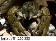 Stone crayfish, Kalkalpen National Park, Austria. VW Pics/Stocktrek Images/TASS. Стоковое фото, агентство ТАСС / Фотобанк Лори