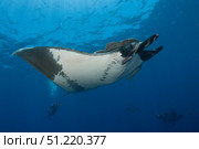 Giant manta ray (Mobula birostris) in San Benedicto Island, Mexico. VW Pics/Stocktrek Images/TASS. Стоковое фото, агентство ТАСС / Фотобанк Лори