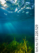 Vegetation grows in Barton Springs in Austin, Texas. Jennifer Idol/Stocktrek Images/TASS. Стоковое фото, агентство ТАСС / Фотобанк Лори