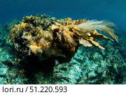 A discarded plastic bag has covered a colony of elkhorn coral in the Caribbean Sea. Ethan Daniels/Stocktrek Images/TASS. Стоковое фото, агентство ТАСС / Фотобанк Лори