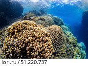A healthy reef full of hard corals, Red Sea. Brook Peterson/Stocktrek Images/TASS. Стоковое фото, агентство ТАСС / Фотобанк Лори