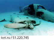 Sunken plane from the film Jaws 4, Nassau, The Bahamas. Amanda Nicholls/Stocktrek Images/TASS. Стоковое фото, агентство ТАСС / Фотобанк Лори