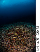 Reefscape with sunburst in the background in the Banda Sea, Indonesia. Aaron Wong/Stocktrek Images/TASS. Стоковое фото, агентство ТАСС / Фотобанк Лори