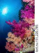 Multiple colors of soft corals adorn a reef in the Red Sea. Brook Peterson/Stocktrek Images/TASS. Стоковое фото, агентство ТАСС / Фотобанк Лори