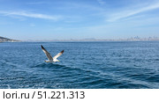 Seagulls Flying Above Bosporus Strait in Istanbul Sailboat and yacht racing in the Bosphorus and the Sea of Marmara Bosphorus Strait in Istanbul, Turkey Beautiful view of the Bosphorus shore on a sunny day, full of residential houses, Istanbul, Turkey. A wide view of the Bosphorus Strait in Istanbul, with the city's skyline and coastal buildings in the background. A ship sails across the calm waters under the clear blue sky. Стоковое фото, фотограф Zita Khasanova / Фотобанк Лори
