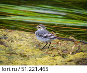 Fluffy white wagtail  posing for the camera. Стоковое фото, фотограф Саблин Станислав / Фотобанк Лори
