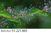 Delicate flower branch holding translucent soap bubbles floating near green leaves, generating whimsical scene with soft focus verdant backdrop. Стоковое AI-видео, аниматор Юрий Поздников / Фотобанк Лори