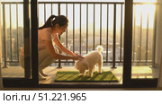 Soft golden sunlight bathing woman training white poodle on balcony mat, urban skyline backdrop creating serene pet training moment. Стоковое AI-видео, аниматор Юрий Поздников / Фотобанк Лори