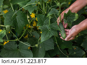 A female farmer is picking cucumbers in a summer cottage. Close-up of the woman's hands and cucumbers. Стоковое фото, фотограф Photojuli / Фотобанк Лори