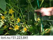 A female farmer is picking cucumbers in a summer cottage. Close-up of the woman's hands and cucumbers. Стоковое фото, фотограф Photojuli / Фотобанк Лори