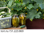 Fresh cucumbers in a basket and crispy pickled cucumbers in a transparent glass jar. Pickled cucumbers with dill and garlic. Delicious canned vegetables. Cucumbers for the winter. Стоковое фото, фотограф Photojuli / Фотобанк Лори