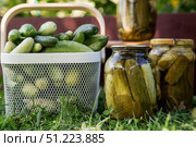 Fresh cucumbers in a basket and crispy pickled cucumbers in a transparent glass jar. Pickled cucumbers with dill and garlic. Delicious canned vegetables. Cucumbers for the winter. Стоковое фото, фотограф Photojuli / Фотобанк Лори