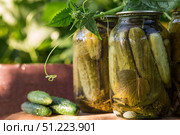 Fresh cucumbers in a basket and crispy pickled cucumbers in a transparent glass jar. Pickled cucumbers with dill and garlic. Delicious canned vegetables. Cucumbers for the winter. Стоковое фото, фотограф Photojuli / Фотобанк Лори