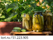 Fresh cucumbers in a basket and crispy pickled cucumbers in a transparent glass jar. Pickled cucumbers with dill and garlic. Delicious canned vegetables. Cucumbers for the winter. Стоковое фото, фотограф Photojuli / Фотобанк Лори