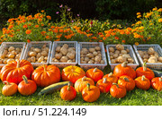 Freshly harvested organic orange pumpkins and potatoes on a green lawn next to a flower bed with bright marigold flowers in a kitchen garden on a sunny autumn day. Seasonal gardening concept. Стоковое фото, фотограф Виктория Катьянова / Фотобанк Лори