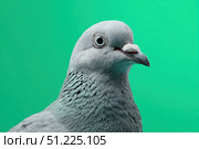 Pigeon isolated on a green screen. Gray Dove looking at camera on green background. Animal backdrop. Funny Pets on chroma key. Playful friendly bird with copy space for your text. For Animation. Humor. Стоковое AI-изображение, AI-художник Марина Демидюк / Фотобанк Лори