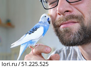 Budgerigar playing with handsome man. Budgie. Funny blue purple parakeet sitting on owner head. Cute violet tamed bird having fun with people. Friendship, relationship with Pets. Cute domestic animals. Стоковое фото, фотограф Марина Демидюк / Фотобанк Лори