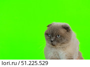 Cat green screen chromakey. Scottish Fold Gray Feline isolated on greenscreen Sitting, Looking Up, Playing, Catching. Kitty Cat licks its muzzle. Kitten video. Keying. Advertising of goods for pets. Стоковое фото, фотограф Марина Демидюк / Фотобанк Лори