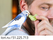 Man Gently Feeding a Colorful Budgerigar with Fresh, Healthy Greens and Cucumber at Home. Person is nurturing a pet budgerigar, showcasing affection through dedicated pet care and attention. Стоковое фото, фотограф Марина Демидюк / Фотобанк Лори