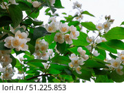 Цветущий чубушник (жасмин, Philadelphus) в саду. Стоковое фото, фотограф 1Andrey Милкин / Фотобанк Лори