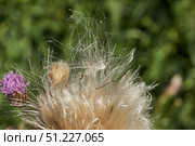 Macrophotography of fluffy creeping thistle seeds on a green background. Creeping thistle (lat. Cirsium arvense) is a species of perennial herbaceous plants of the Asteraceae family. Стоковое фото, фотограф Андрей Жигальцов / Фотобанк Лори