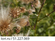 Macrophotography of fluffy creeping thistle seeds on a green background. Creeping thistle (lat. Cirsium arvense) is a species of perennial herbaceous plants of the Asteraceae family. Стоковое фото, фотограф Андрей Жигальцов / Фотобанк Лори