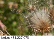 Macrophotography of fluffy creeping thistle seeds on a green background. Creeping thistle (lat. Cirsium arvense) is a species of perennial herbaceous plants of the Asteraceae family. Стоковое фото, фотограф Андрей Жигальцов / Фотобанк Лори
