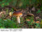Белый гриб или боровик (лат. Boletus edulis) в лесу. Стоковое фото, фотограф Олег Пученков / Фотобанк Лори