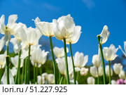 White Fringed tulips in full bloom against a bright blue sky. Beautiful spring flowers in a garden bed, perfect for background or seasonal design. Стоковое фото, фотограф Татьяна Терехина / Фотобанк Лори