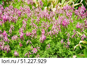 Cluster of pink Corydalis solida flowers blooming in spring, with delicate tubular petals and green foliage, creating a vibrant natural carpet. Стоковое фото, фотограф Татьяна Терехина / Фотобанк Лори