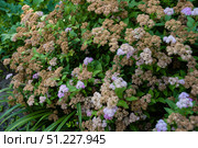 A spirea bush with a mix of dried orange-brown blossoms and fresh pink flowers, surrounded by lush green leaves, captured from the side angle. Стоковое фото, фотограф Татьяна Терехина / Фотобанк Лори