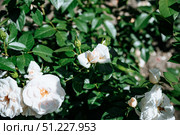 White Iceberg rose bud gently unfurling in sunlight, symbolizing renewal, tenderness, and natural beauty in a blooming spring garden. Стоковое фото, фотограф Татьяна Терехина / Фотобанк Лори