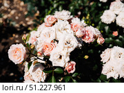 Floribunda rose Carcassonne blooms in clusters of apricot pink on sunny summer day, lush glossy foliage, Danish garden charm. Стоковое фото, фотограф Татьяна Терехина / Фотобанк Лори