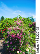 Large Watburg rambler rose bush with abundant pink flowers in full bloom under blue sky, vibrant summer scene with lush greenery and sunlight.Large Watburg rambler rose bush with abundant pink flowers in full bloom under blue sky, vibrant summer scene with lush greenery and sunlight. Стоковое фото, фотограф Татьяна Терехина / Фотобанк Лори