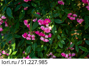 Watburg rambler rose branches with many pink blossoms viewed from the side, lush foliage and petals glowing naturally in summer sunlight. Стоковое фото, фотограф Татьяна Терехина / Фотобанк Лори