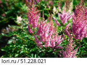 Light pink Astilbe with fluffy flower spikes above dark green leaves, creating elegant color and texture for shaded borders and moist garden areas. Стоковое фото, фотограф Татьяна Терехина / Фотобанк Лори