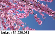 Peach Blossoms Branch Springtime Closeup - Image showcases a close-up of pink peach blossoms blooming on a branch during the springtime. Стоковое видео, видеограф svetograph / Фотобанк Лори