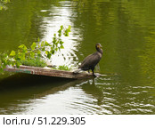 Баклан. Редакционное фото, фотограф Евгений Будюкин / Фотобанк Лори