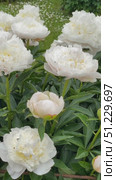 White peonies blooming in a garden setting with lush green leaves, ideal for background use. Стоковое видео, видеограф Анастасия Золотницкая / Фотобанк Лори