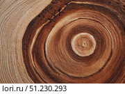 Annual Rings of Tree Trunk Slice. Old wooden oak tree cut surface. Detailed brown tones of a felled tree stump. Rough organic texture of tree rings with close up of end grain. Wooden cross section. Стоковое AI-изображение, AI-художник Марина Демидюк / Фотобанк Лори