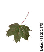 Macro underside of dark maple leaf isolated on white background, detailed venation, cutout ready. Стоковое фото, фотограф Елена  Попкова / Фотобанк Лори
